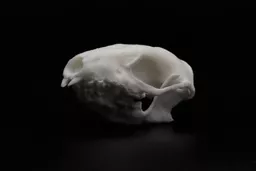 Hedgehog 2.jpg