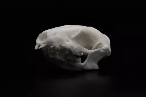 Hedgehog 2.jpg