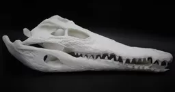 Crocodile Skull 1.jpg