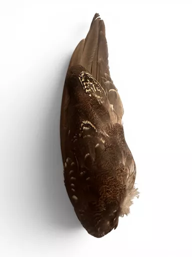 bird wings 3.jpg