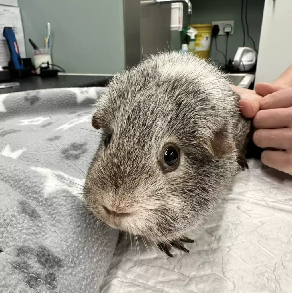 Robin - Guinea Pig