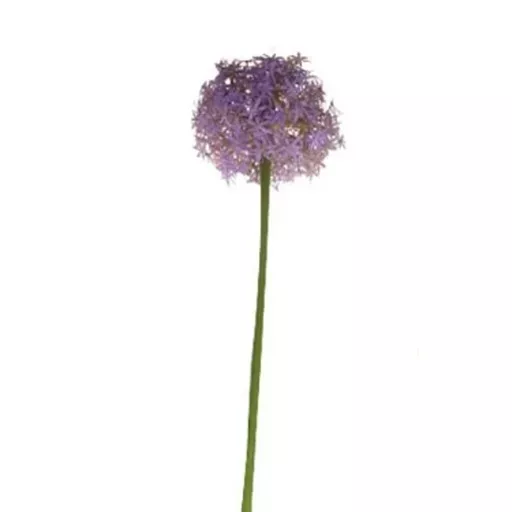 Allium - Purple.jpg