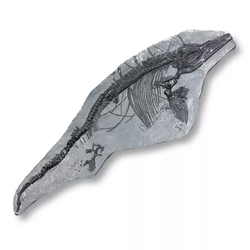 Big Fossil Cast 3.jpg