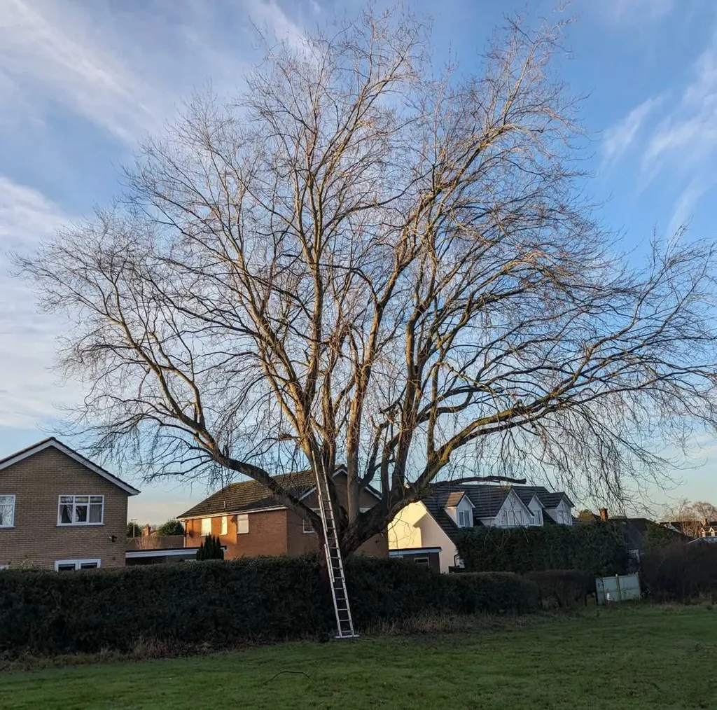 The Importance of Tree Pruning & How JEC Tree Services Ltd Can Help in Cheshire