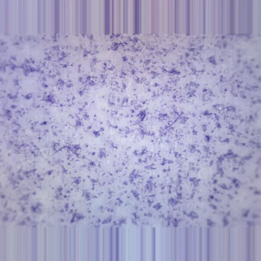 Bacillus, coccus and spirillum, comparative slide