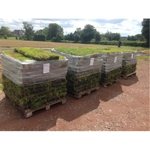 Mr Green Sedum Roof Trays on a pallet for delivery.jpg