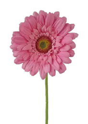 pink gerbera.png