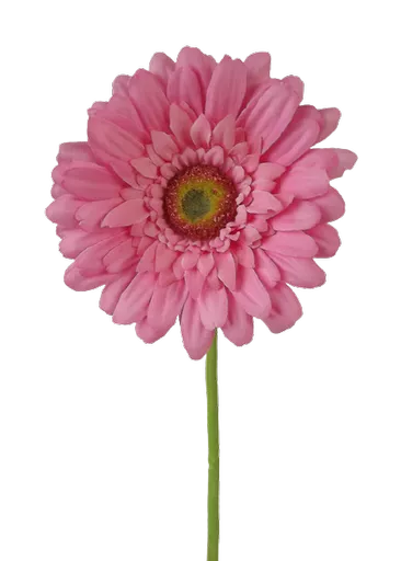 pink gerbera.png