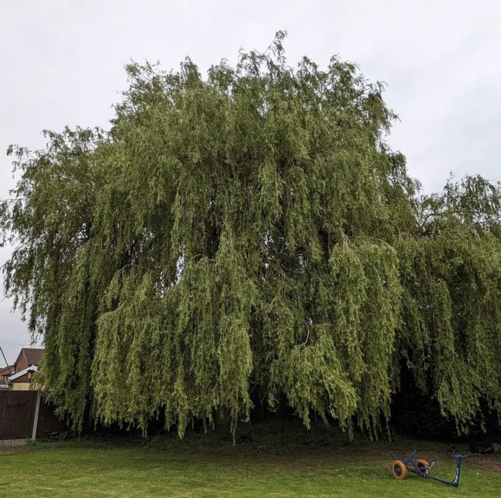 Why is Tree Pruning Important?