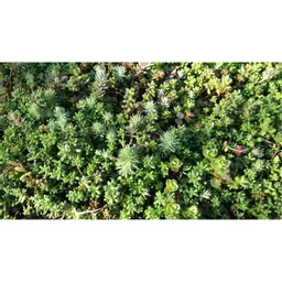 Mr Green Roof Sedum Tray Close Up.jpg