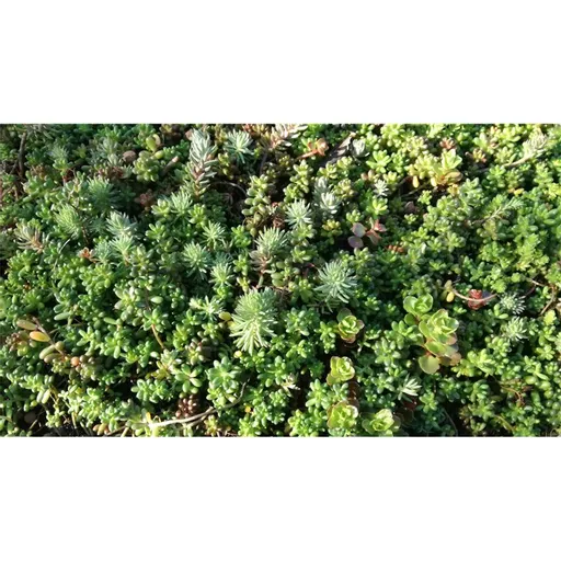 Mr Green Roof Sedum Tray Close Up.jpg