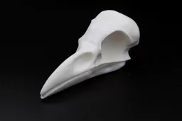 Crow Skull 2.jpg