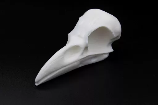 Crow Skull 2.jpg