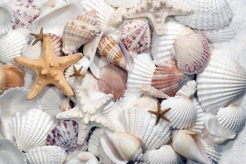 seashells-starfish-17961309.jpg