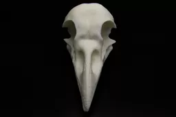 Raven 3.jpg