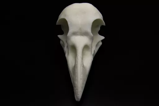 Raven 3.jpg