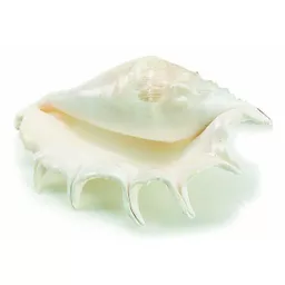 Large Lambis Shell.jpg