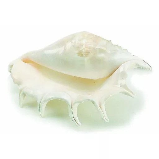 Large Lambis Shell.jpg