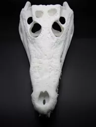Crocodile Skull 3.jpg