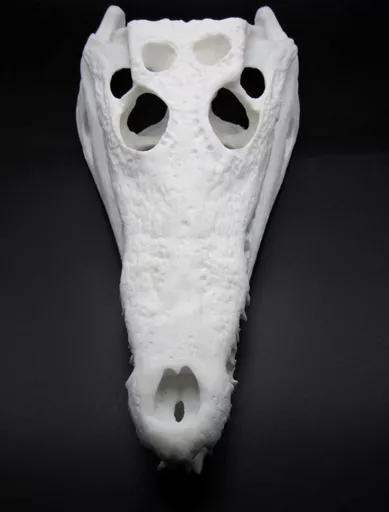 Crocodile Skull 3.jpg