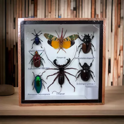 Framed Insects - Small Selection