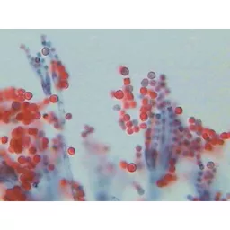 FINHC1006416.png