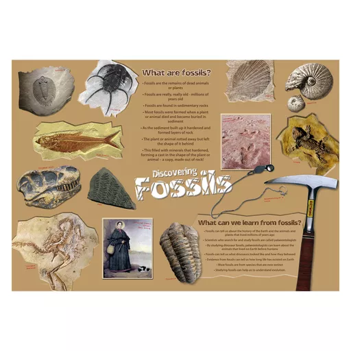 VB_132 Fossils Value Box (8).jpg
