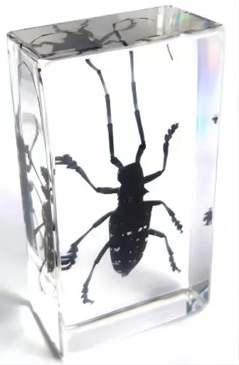 K20223   Long-horned Beetle.jpg