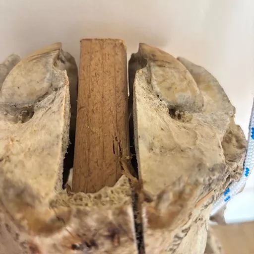 Antelope Skull 5.jpg