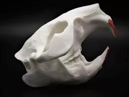 Beaver Skull 3.jpg