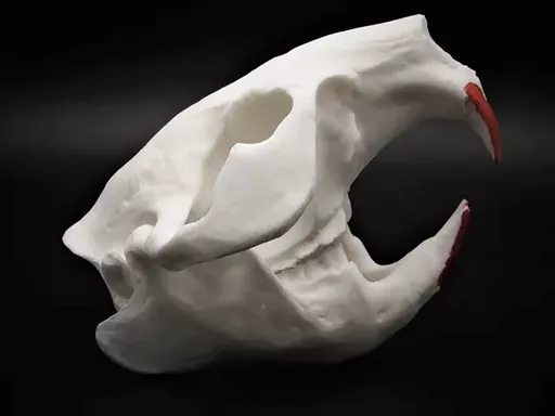 Beaver Skull 3.jpg