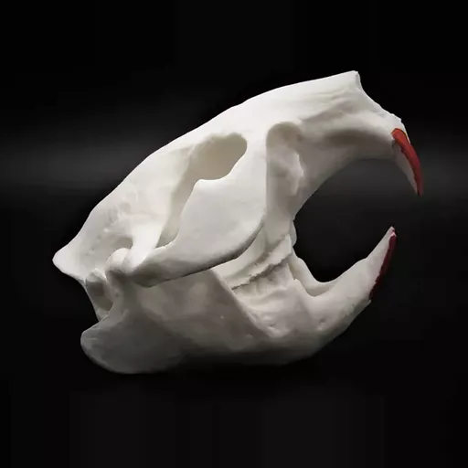 Replica Beaver Skull