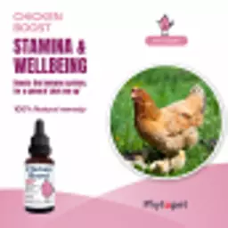 Chicken_Boost.webp