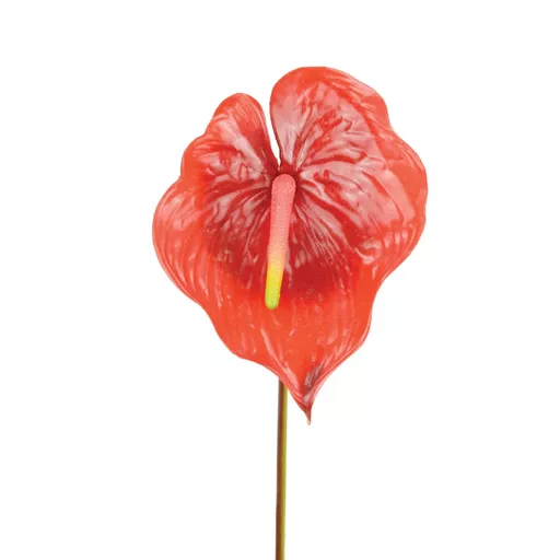 Anthurium - Red