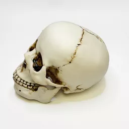 Human Skull 3.jpg
