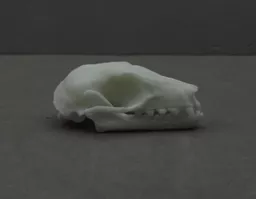 Fuit Bat 1.jpg