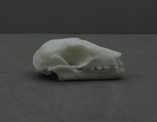 Fuit Bat 1.jpg