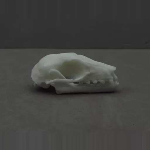 Replica Fruit Bat Skull (Extra Detailed)