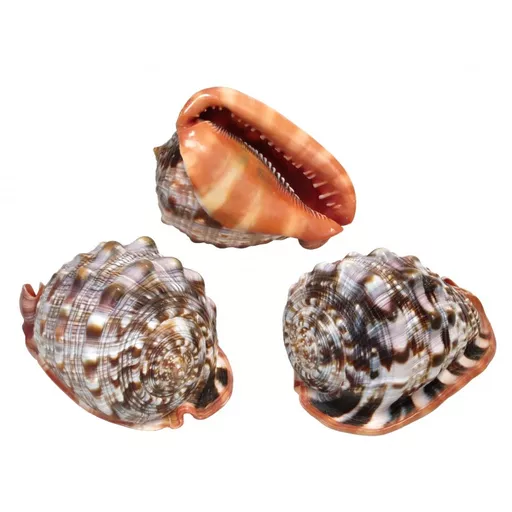 Cameo Shell / Cassis Rufa