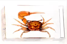 Crab in Resin Block