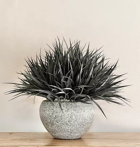 Black Spiky Grass In Concrete Pot