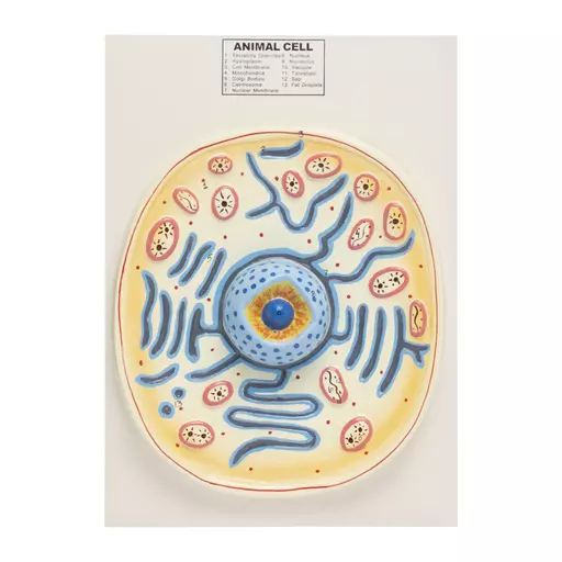 TYPICAL ANIMAL CELL