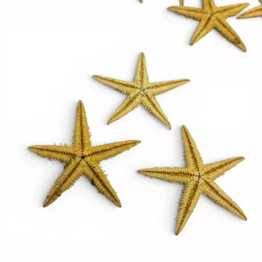 50 x Mini starfish 1.jpg