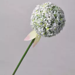 white allium stem.jpg