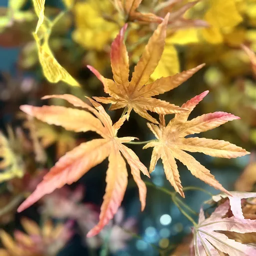 Maple Stem - Burnt Orange and Yellow