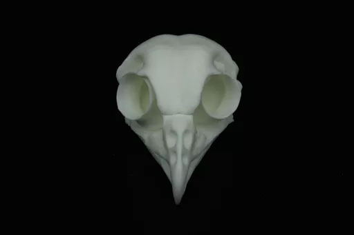 Tawny 2 .jpg