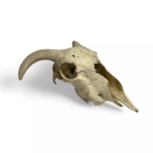 Sheep Skull