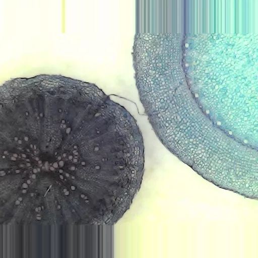 MICROSCOPE SLIDE - Monocot and dicot root T.S.