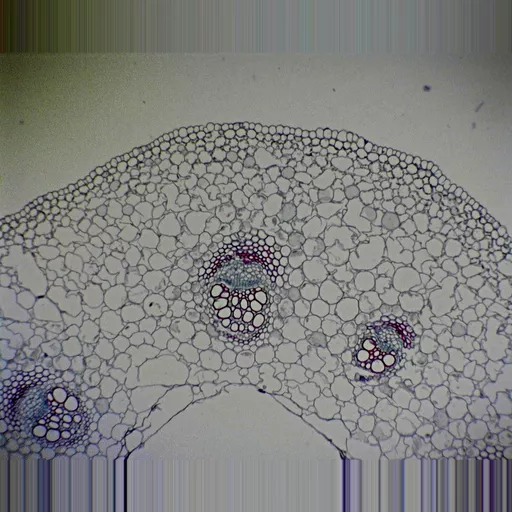 Philip Harris Prepared Microscope Slide - Buttercup (Ranunculus) Stem T.S.