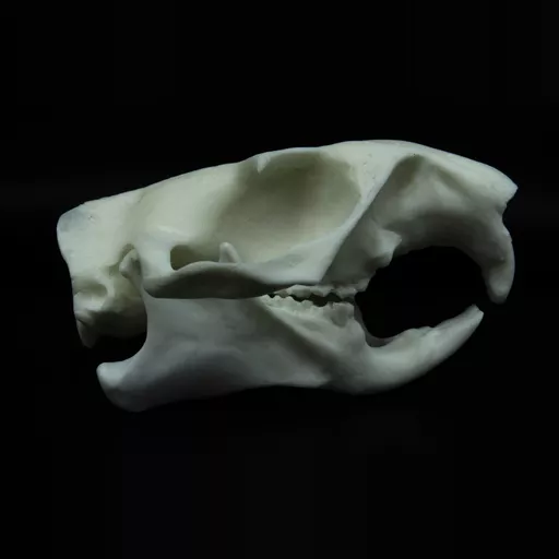 Replica Groundhog/Marmot Skull